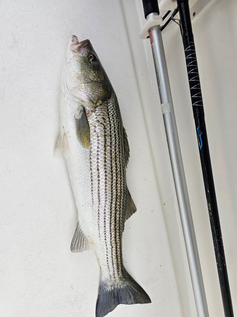 Striped Bass caught by Lee Hatton, June 2026