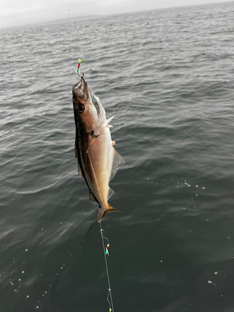 Atlantic Pollock caught by Derric Souza, September 2023