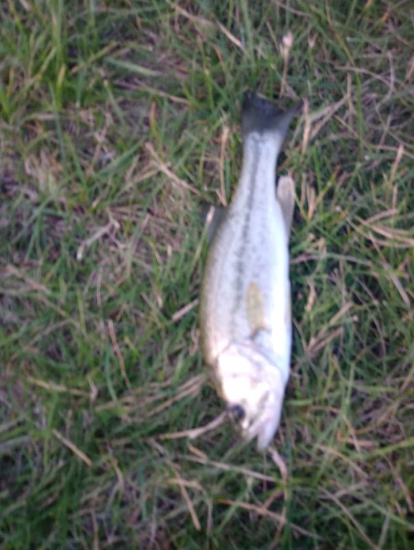 Smallmouth Bass caught by Yazan Abuhassan, June 2026