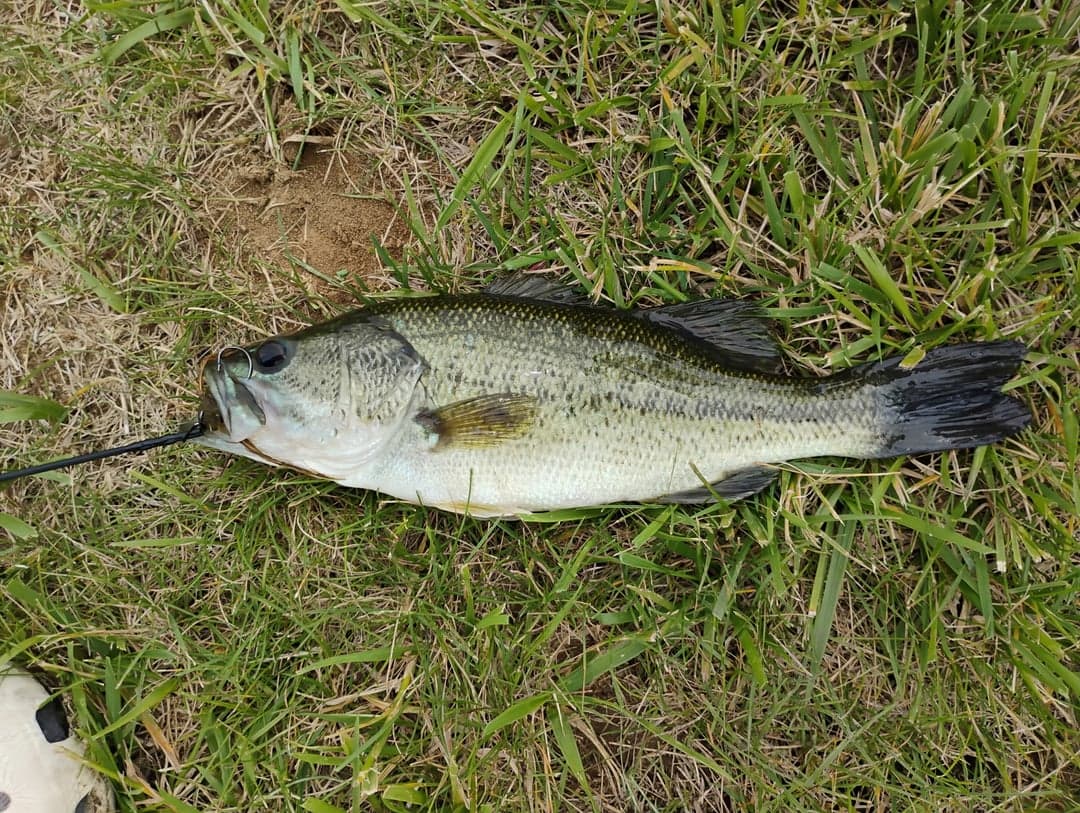 Smallmouth Bass caught by Yazan Abuhassan, June 2026