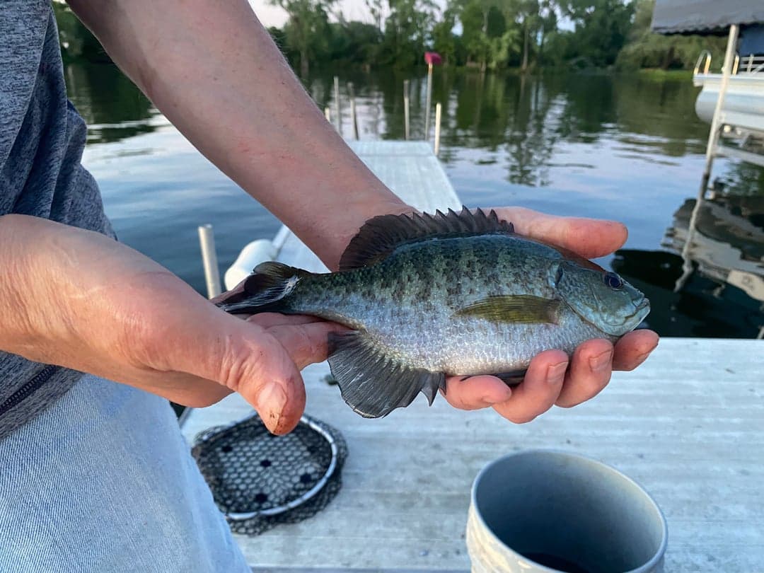 Bluegill caught by Alan May, June 2026