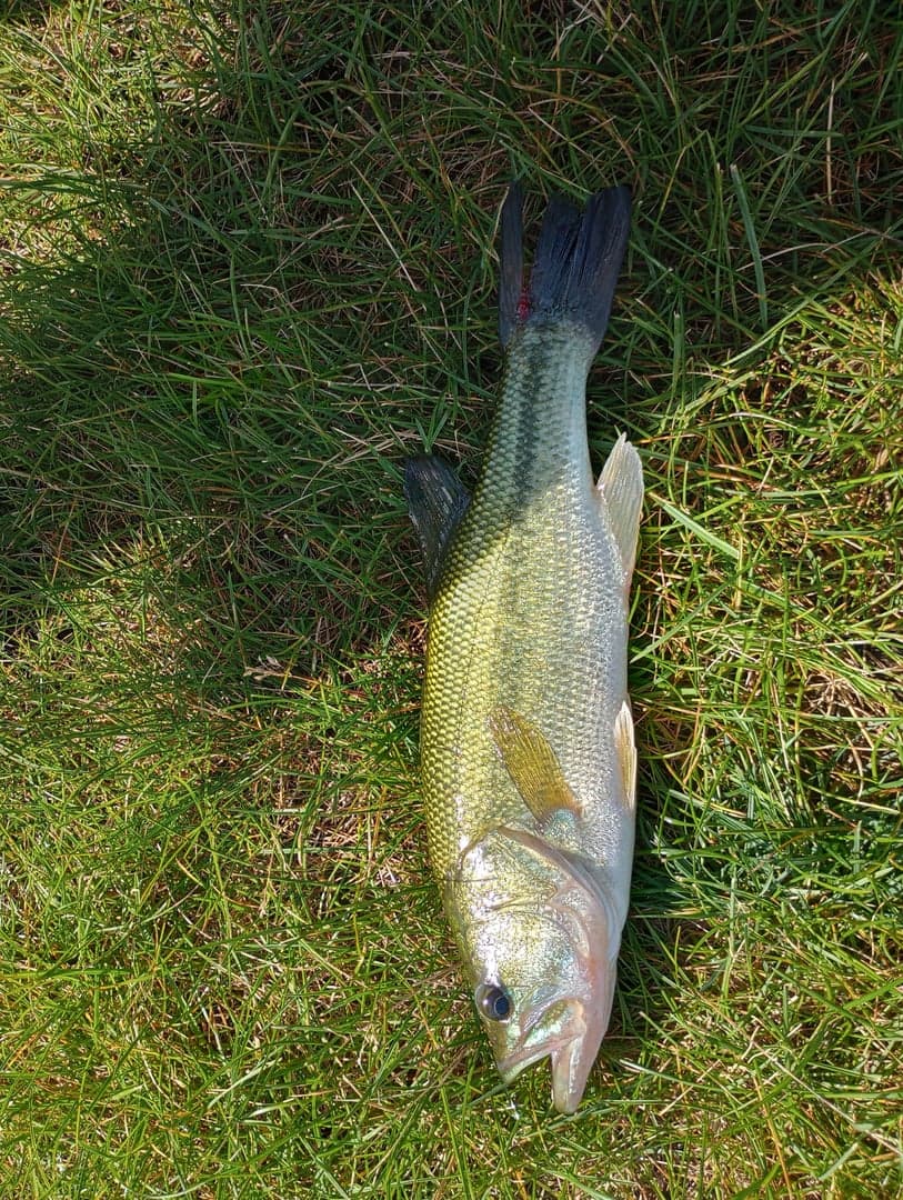 Smallmouth Bass caught by Yazan Abuhassan, June 2026