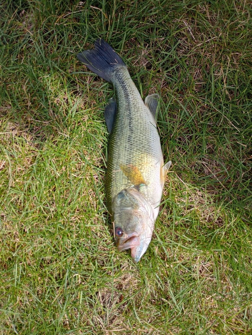 Smallmouth Bass caught by Yazan Abuhassan, June 2026