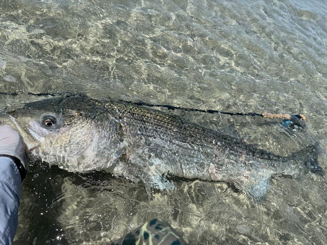 Striped Bass caught by Caleb Green, June 2026