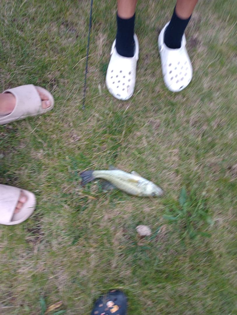 Smallmouth Bass caught by Yazan Abuhassan, June 2026