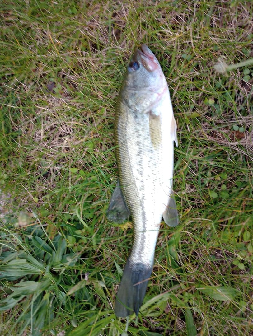 Smallmouth Bass caught by Yazan Abuhassan, June 2026