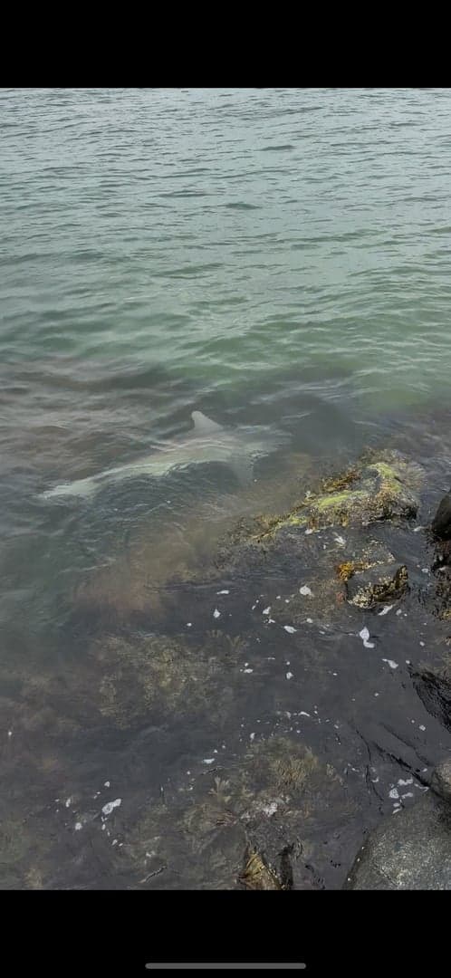 Sandbar Shark caught by joebasso18, June 2026
