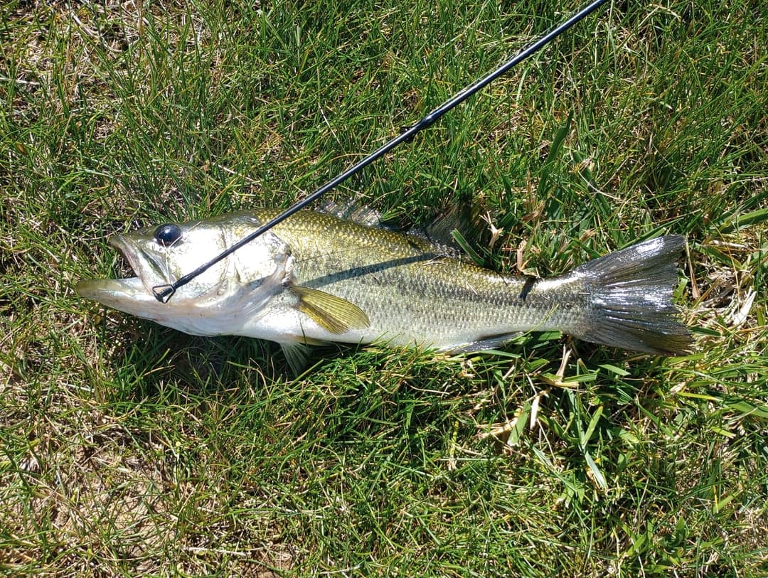 Smallmouth Bass caught by Yazan Abuhassan, June 2026