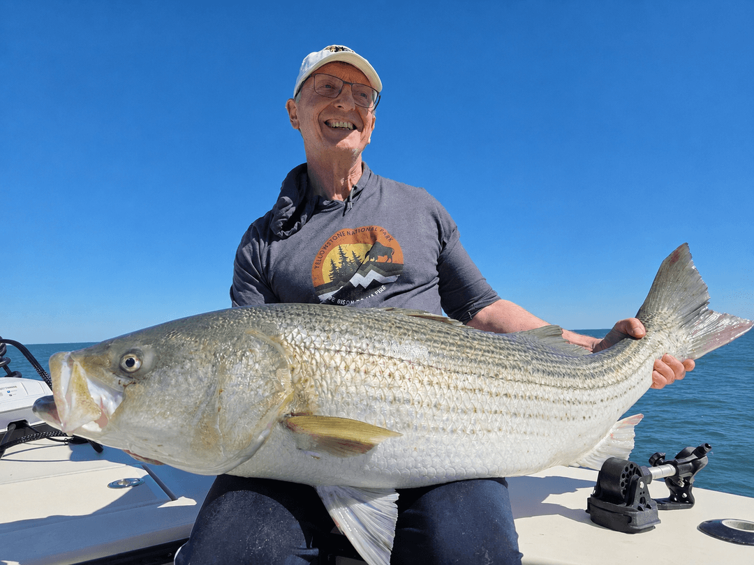 Striped Bass caught by Get Tight Sport Fishing Captain Brian Coombs, June 2026