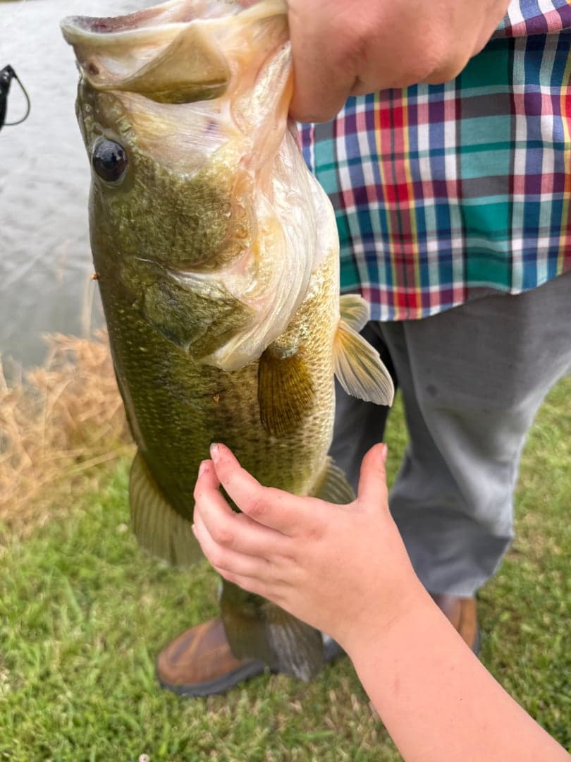 Largemouth Bass caught by Scott Van Wye, June 2026