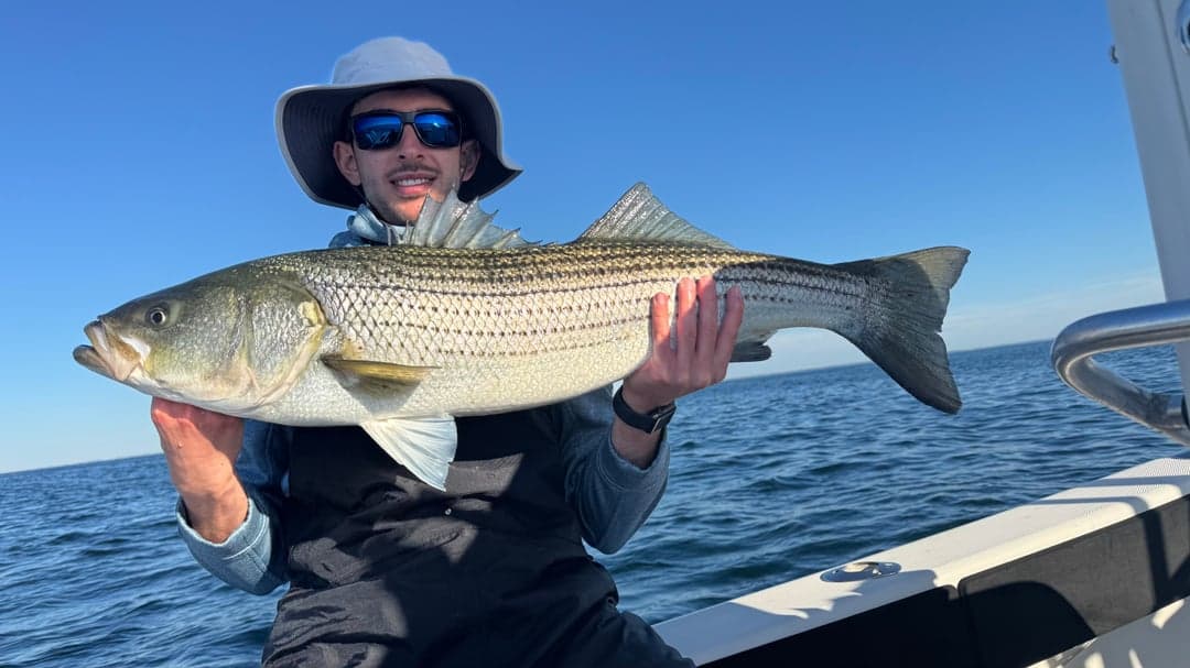 Striped Bass caught by nfederico5, June 2026