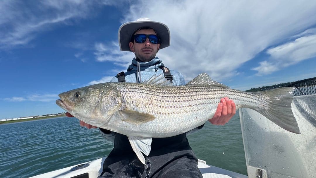 Striped Bass caught by nfederico5, June 2026