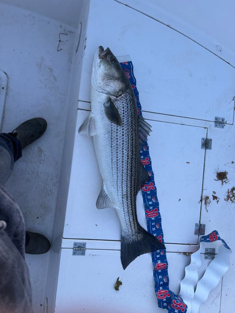 Striped Bass caught by striperswiper98, June 2026