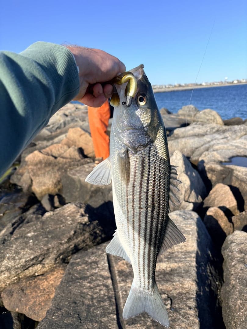 Striped Bass caught by Sam Pierson, May 2026