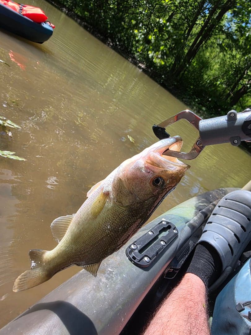 Smallmouth Bass caught by zman2814, June 2026