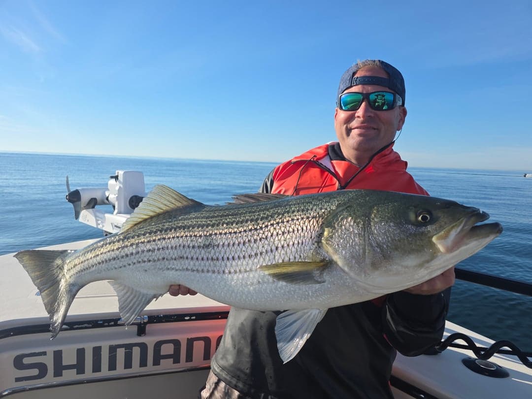 Striped Bass caught by Get Tight Sport Fishing Captain Brian Coombs, June 2026