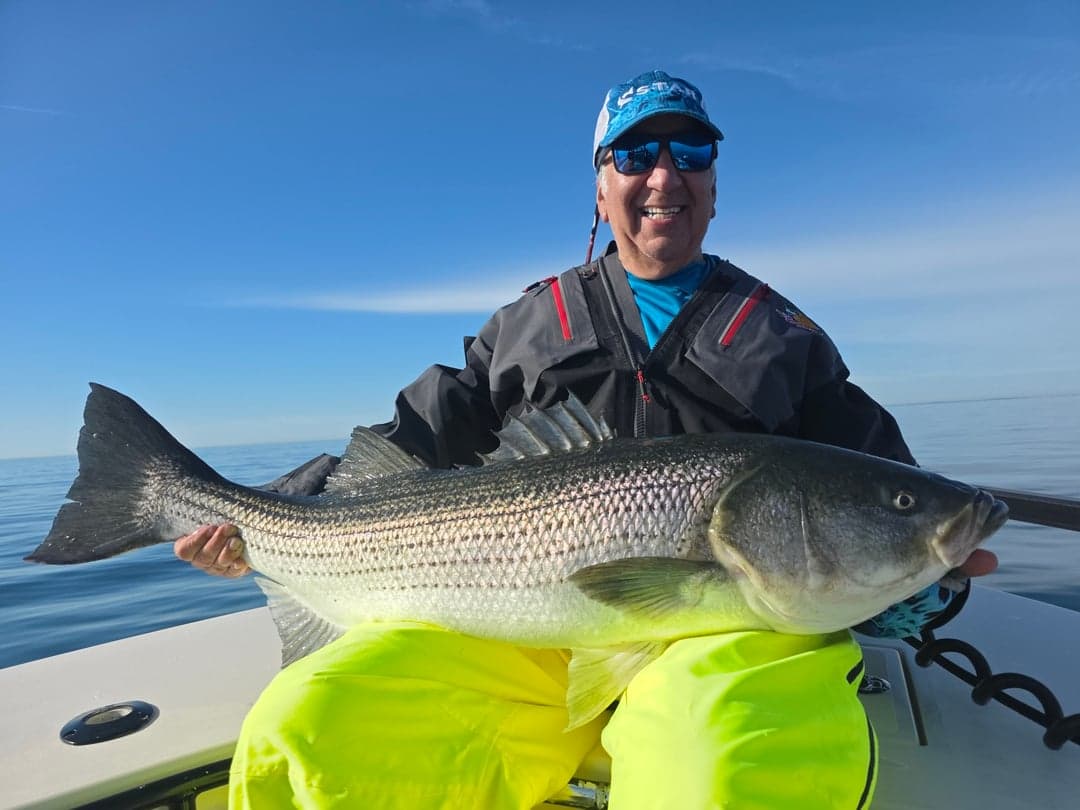 Striped Bass caught by Get Tight Sport Fishing Captain Brian Coombs, June 2026