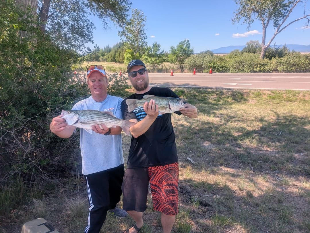 Whiterock Bass caught by - -, May 2026
