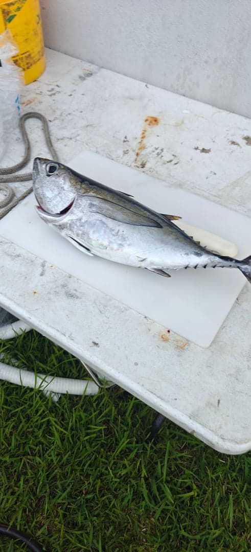 Blackfin Tuna caught by JJ Howe, June 2026