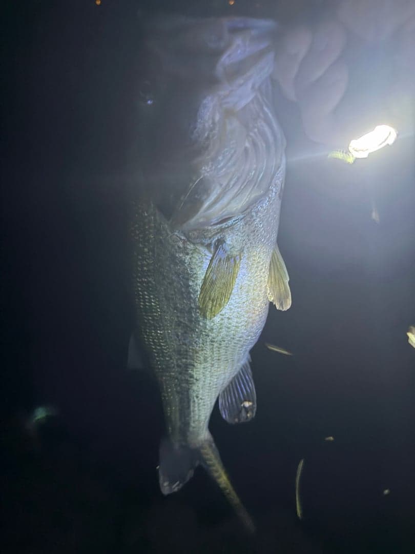 Largemouth Bass caught by Kristopher Meola, July 2026