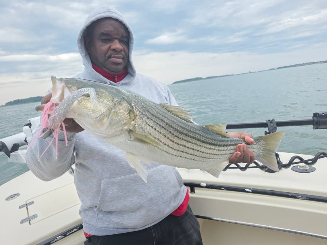 Striped Bass caught by Get Tight Sport Fishing Captain Brian Coombs, July 2026