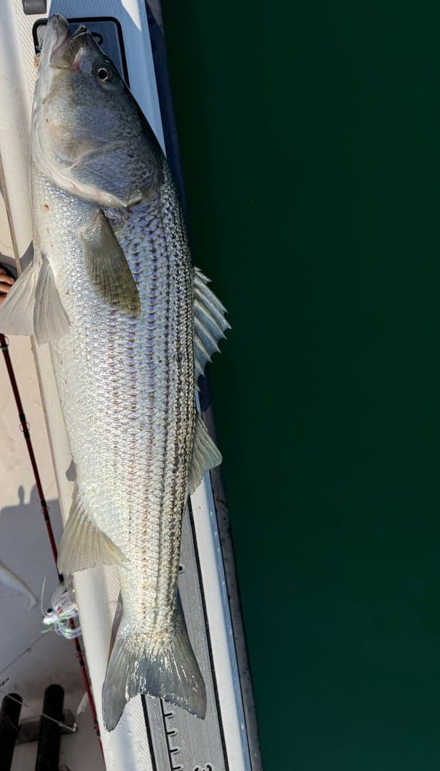 Striped Bass caught by striperswiper98, June 2026