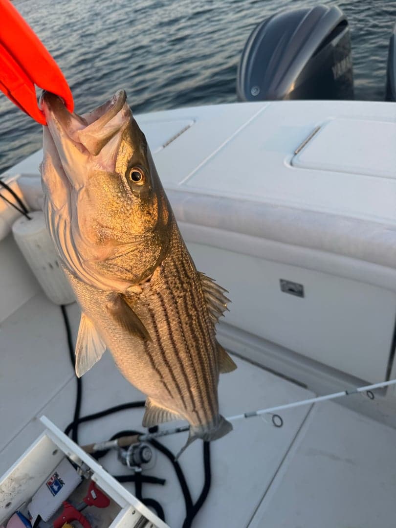 Striped Bass caught by Will Danforth, June 2026