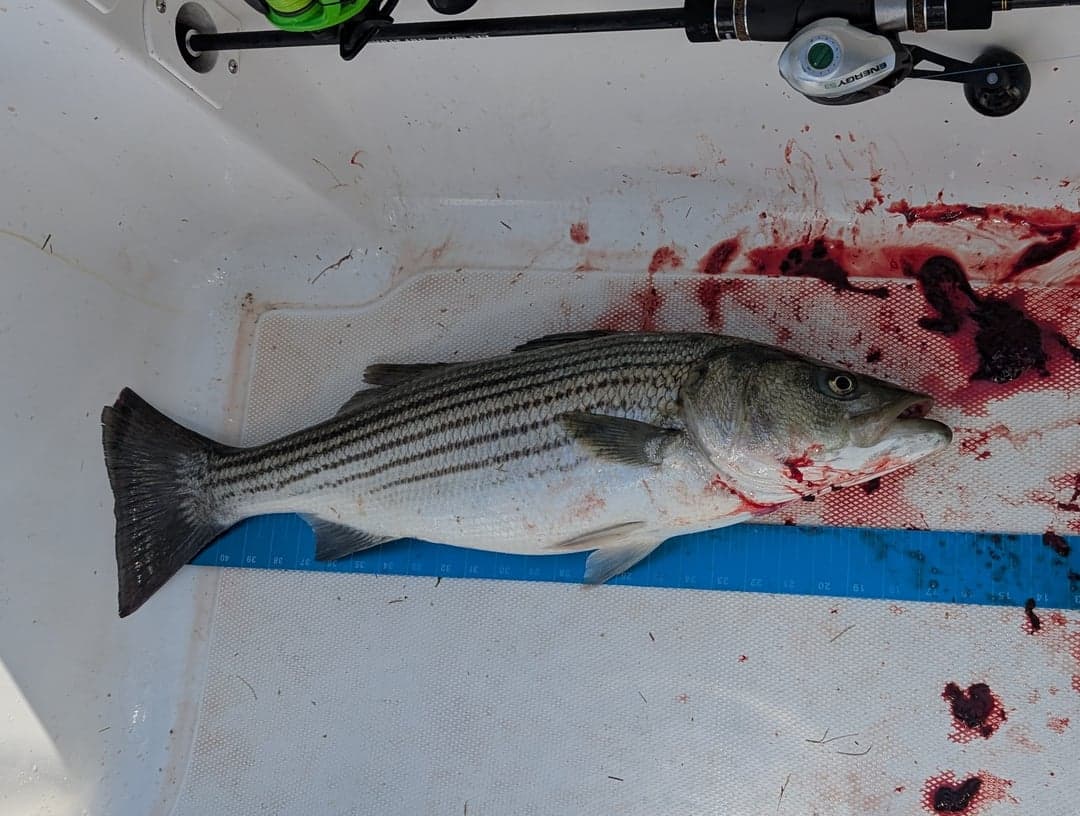 Striped Bass caught by JJ Ormond, July 2026