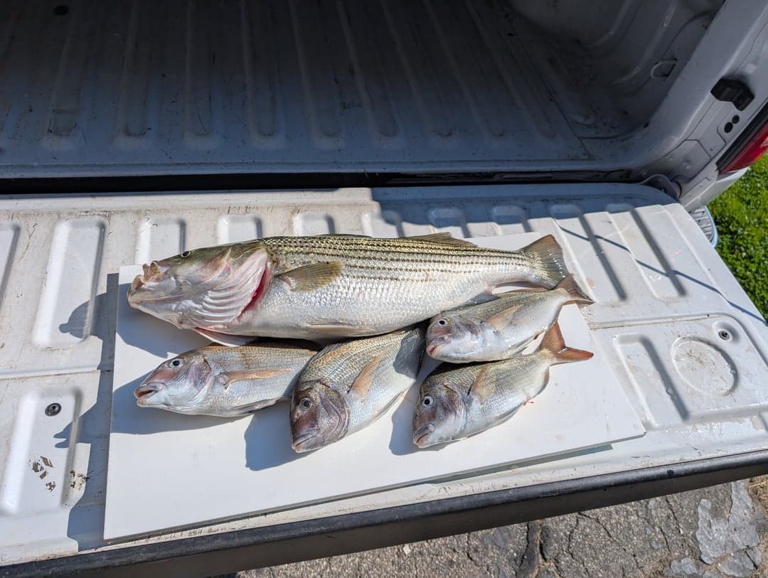 Scup caught by JJ Ormond, July 2026