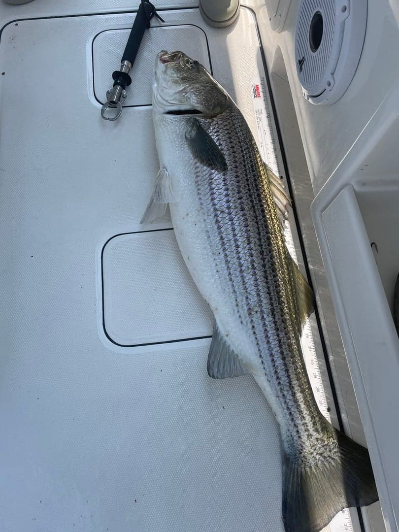 Striped Bass caught by Maxwell Dunn, July 2026