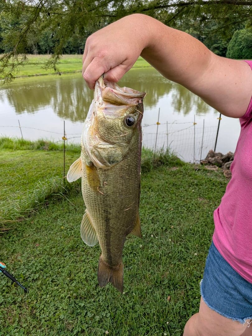 Largemouth Bass caught by Scott Van Wye, July 2026