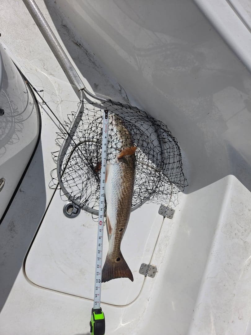 Red Drum caught by jeff lowery, July 2026