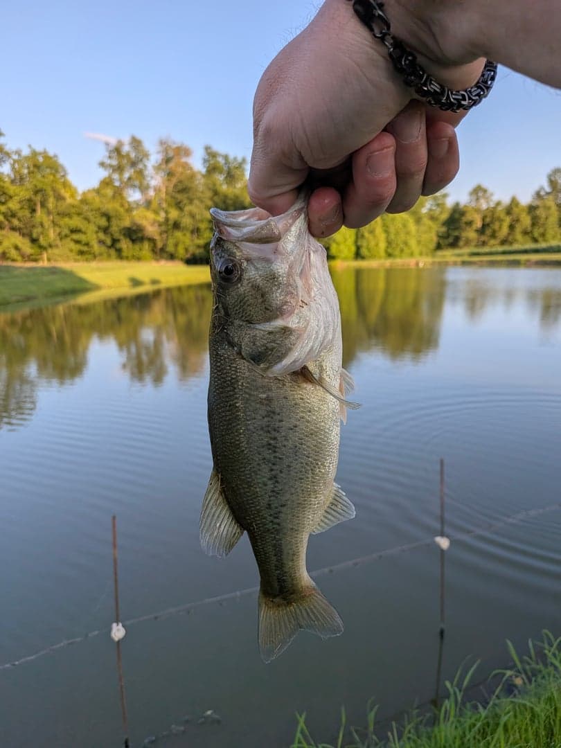 Largemouth Bass caught by Scott Van Wye, July 2026
