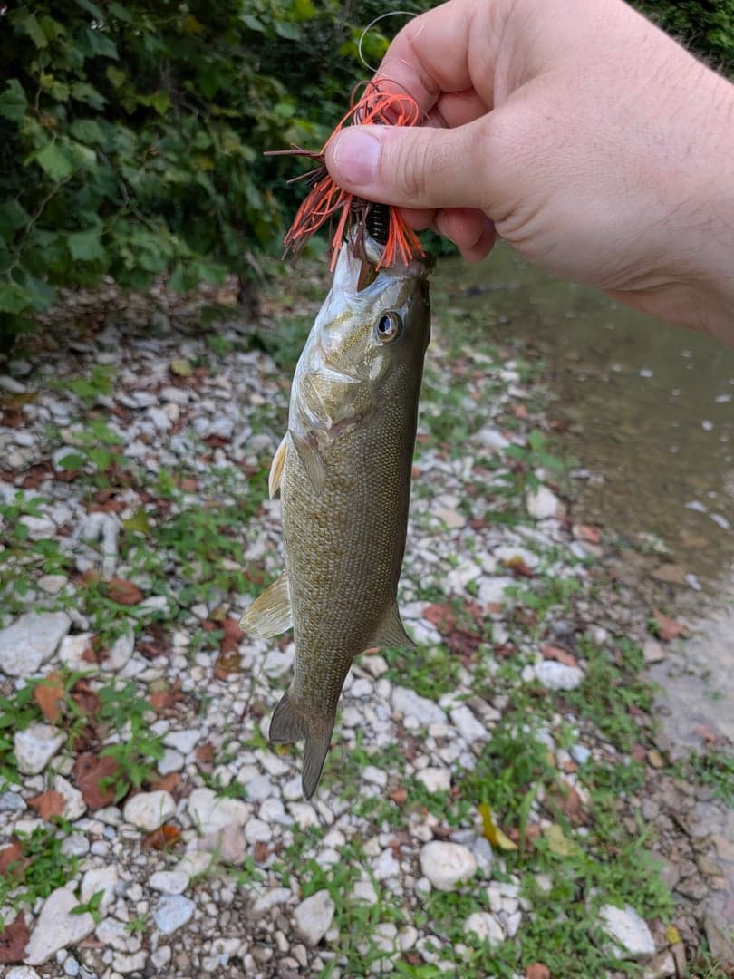Smallmouth Bass caught by Scott Van Wye, August 2026