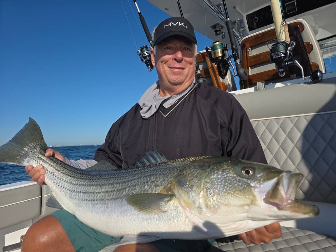 Striped Bass caught by Get Tight Sport Fishing Captain Brian Coombs, August 2026