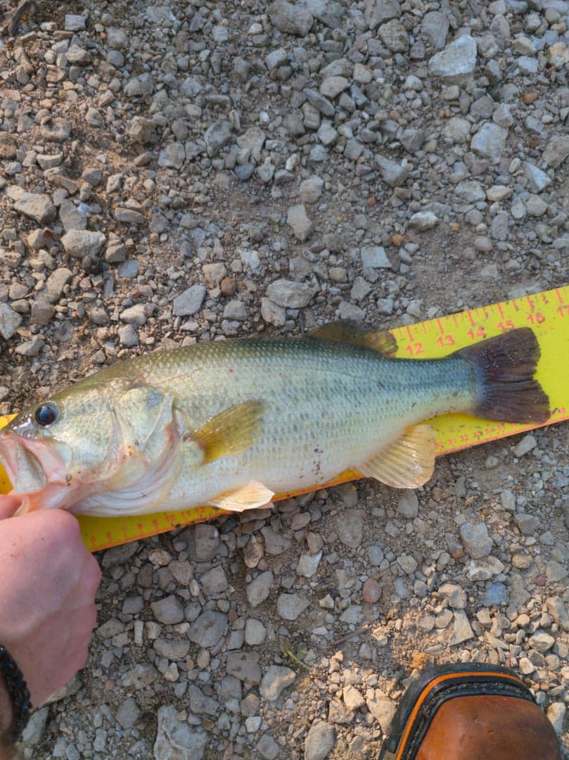 Largemouth Bass caught by Scott Van Wye, August 2026