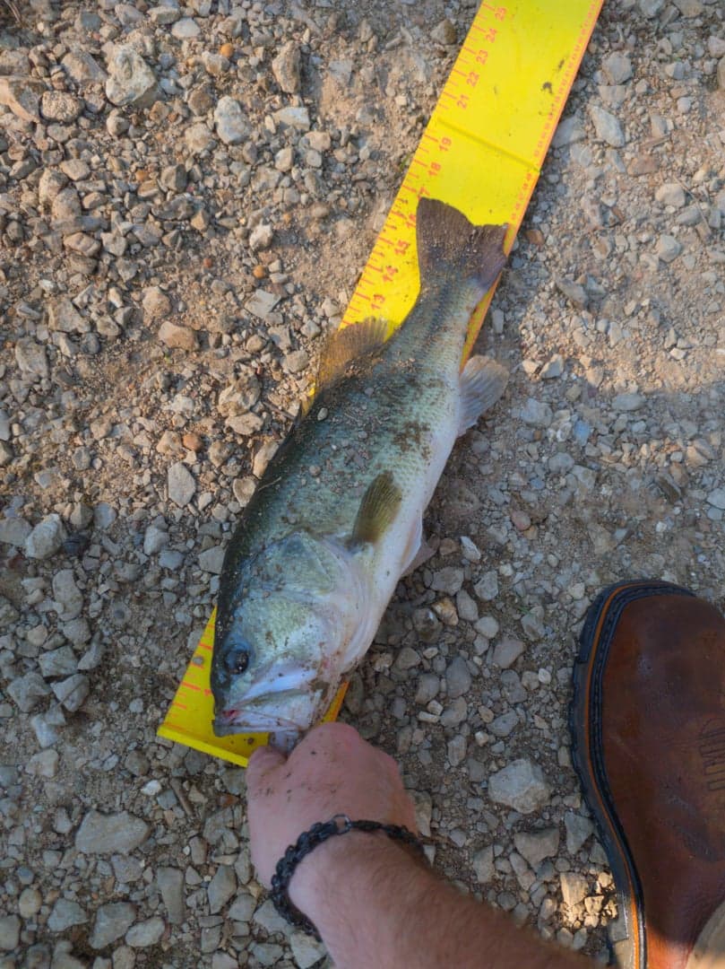 Largemouth Bass caught by Scott Van Wye, August 2026