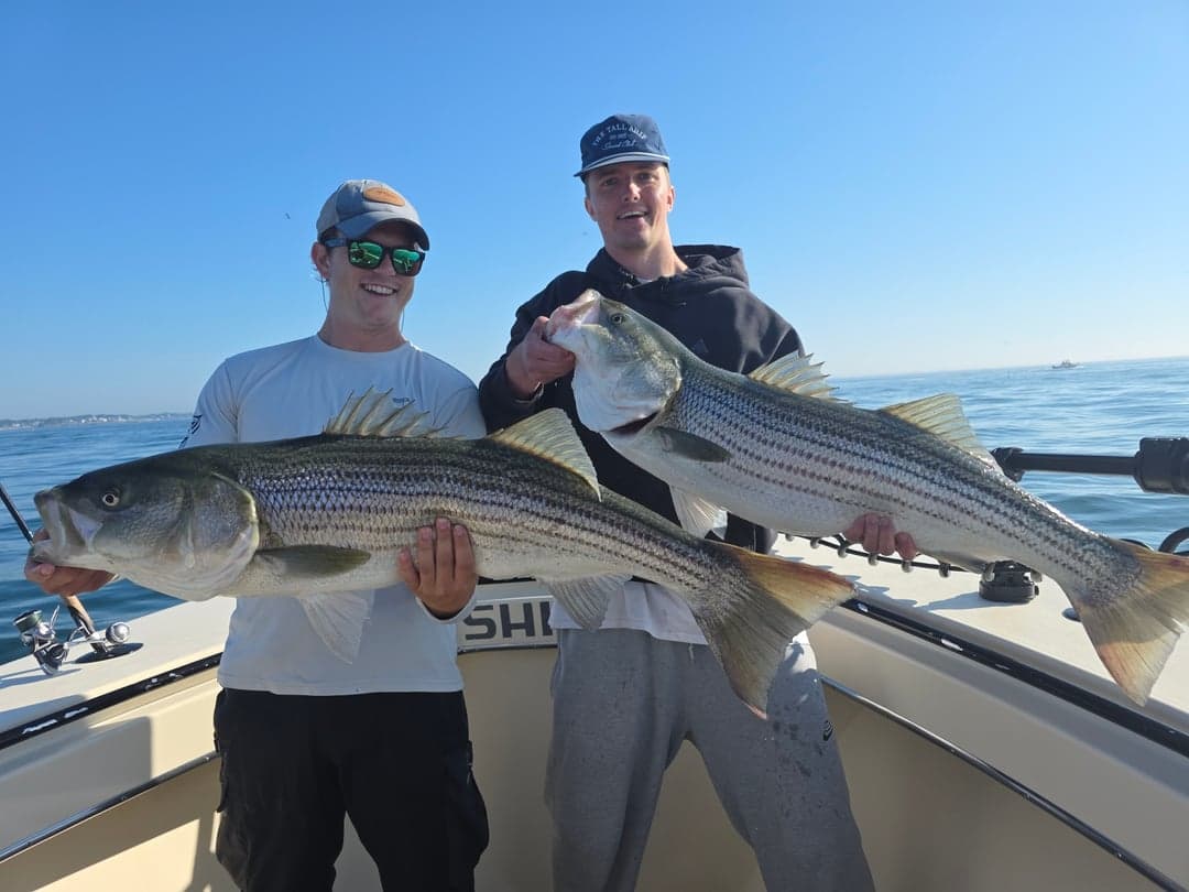 Striped Bass caught by Get Tight Sport Fishing Captain Brian Coombs, August 2026