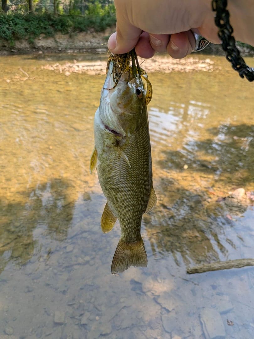 Smallmouth Bass caught by Scott Van Wye, August 2026