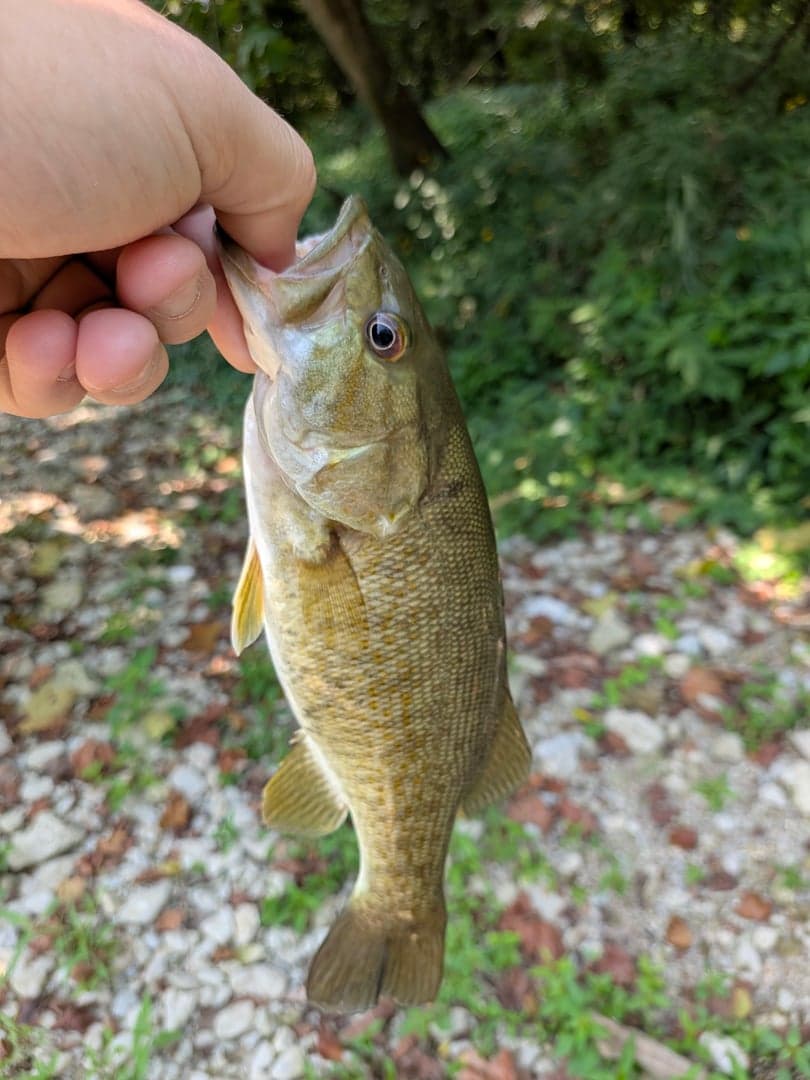 Smallmouth Bass caught by Scott Van Wye, August 2026
