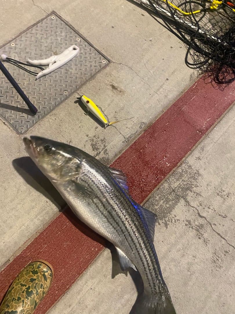 Striped Bass caught by Erich White, May 2026