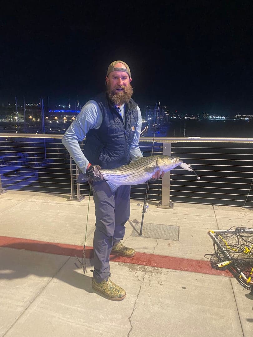 Striped Bass caught by Erich White, May 2026