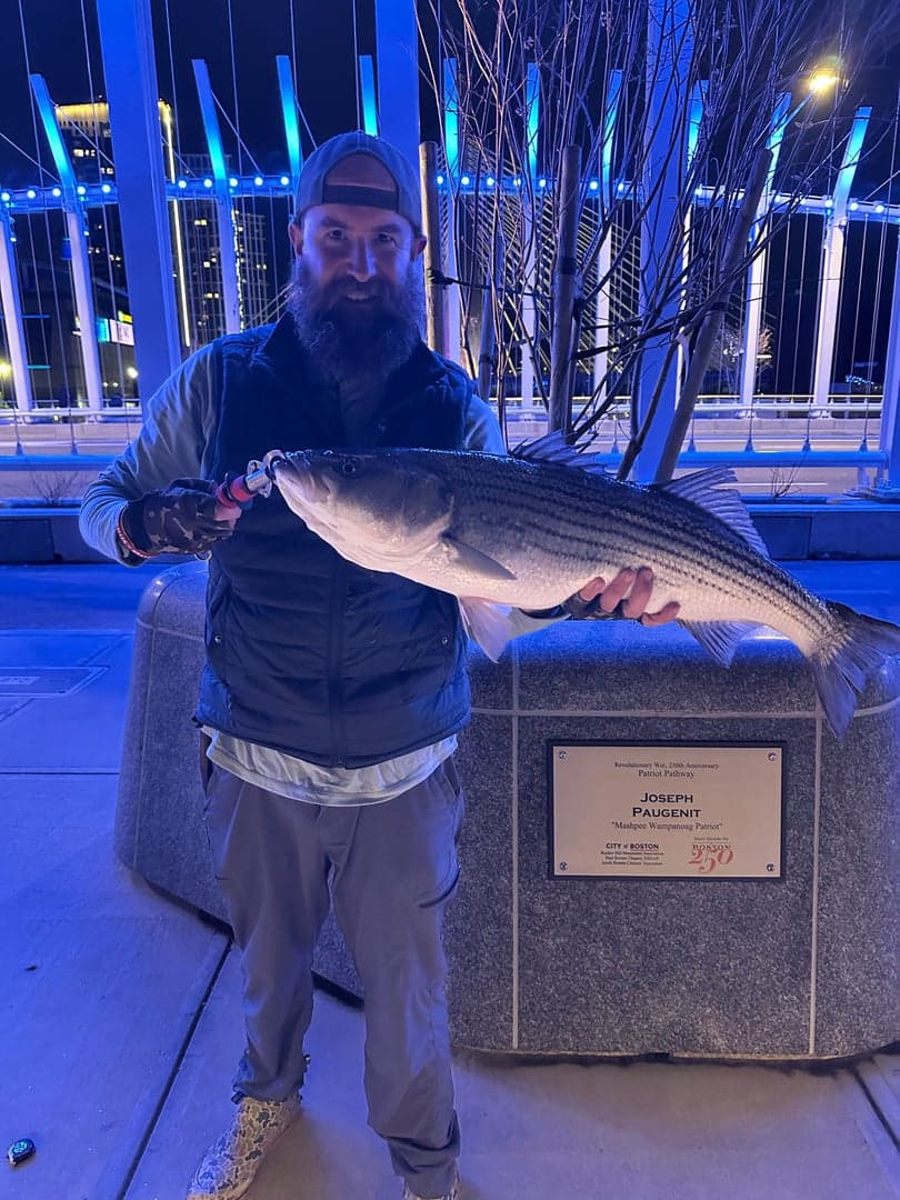 Striped Bass caught by Erich White, May 2026