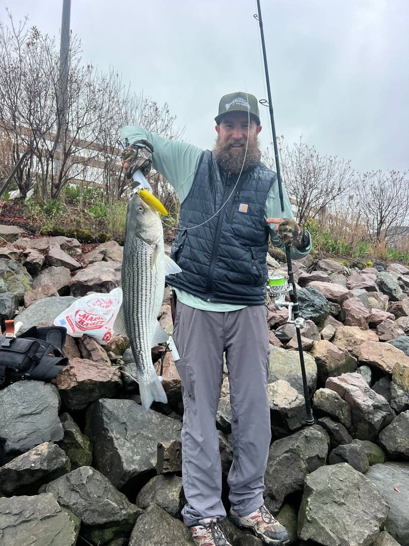 Striped Bass caught by Erich White, May 2026