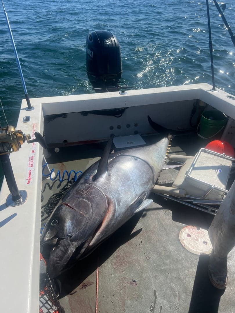 Atlantic Bluefin Tuna caught by Austin Murphy, October 2025