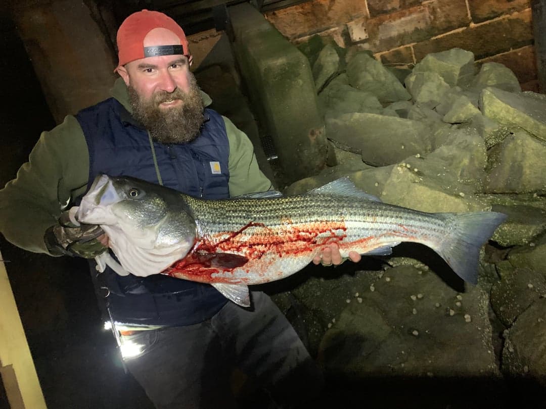 Striped Bass caught by Erich White, August 2026