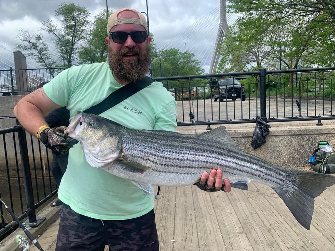 Striped Bass caught by Erich White, August 2026