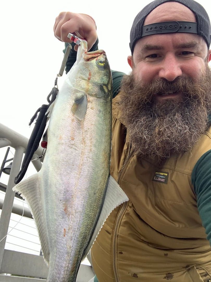 Bluefish caught by Erich White, May 2025