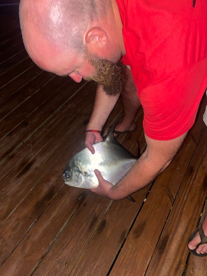 Permit caught by Erich White, June 2023