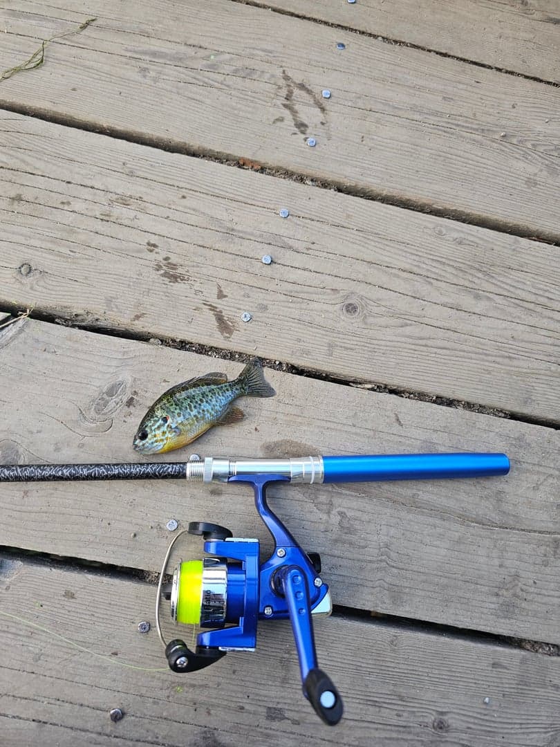 Pumpkinseed  caught by mr. Jay, September 2026